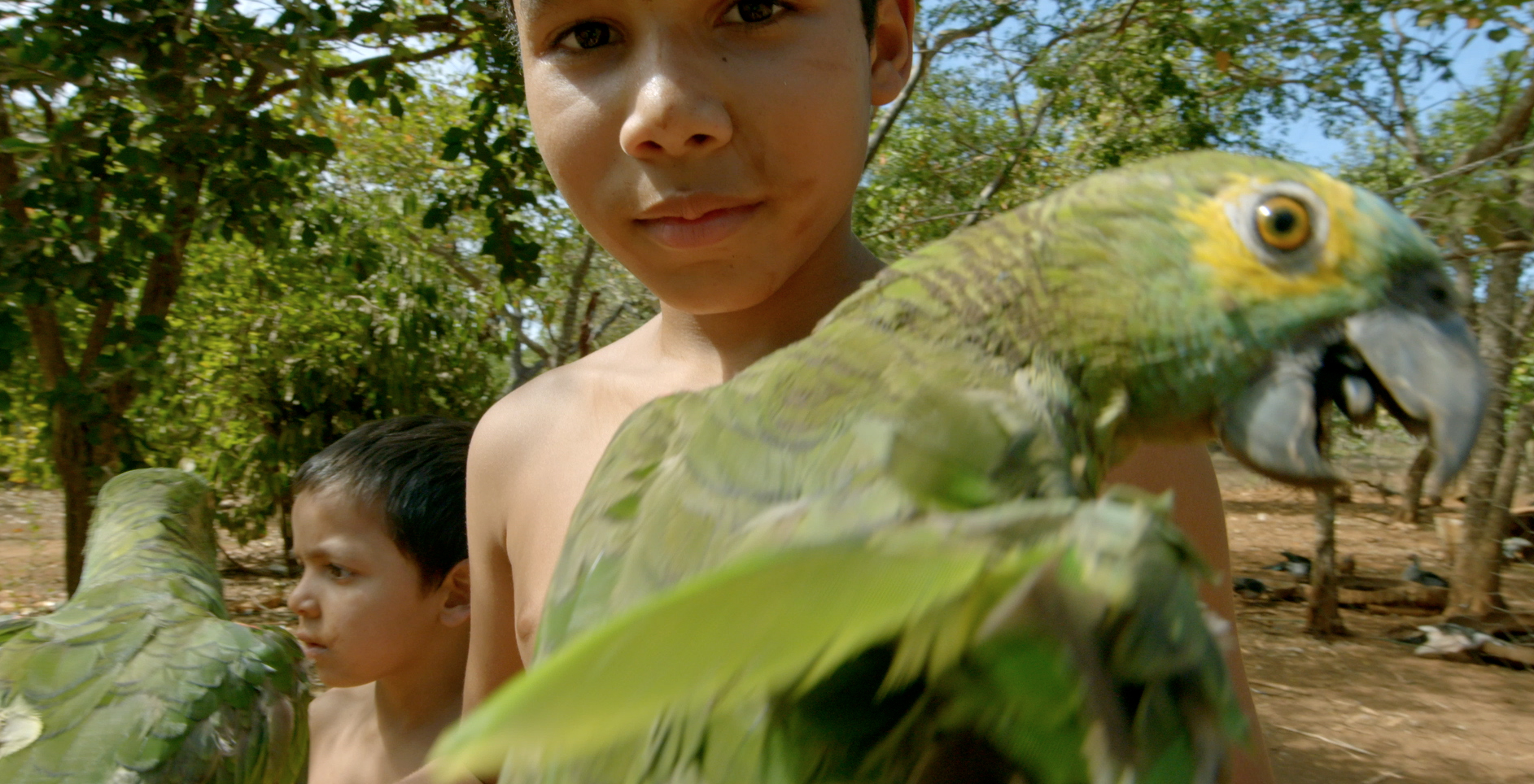 Pantanal: A Boa Inocência de Nossas Origens Filme Crítica