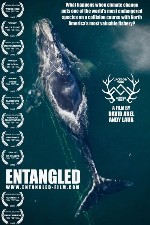 Baleias Enredadas Documentário Crítica Filme Pôster