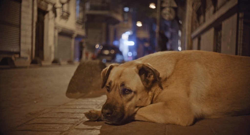 Vida de Cão Documentário Crítica Filme Imagem